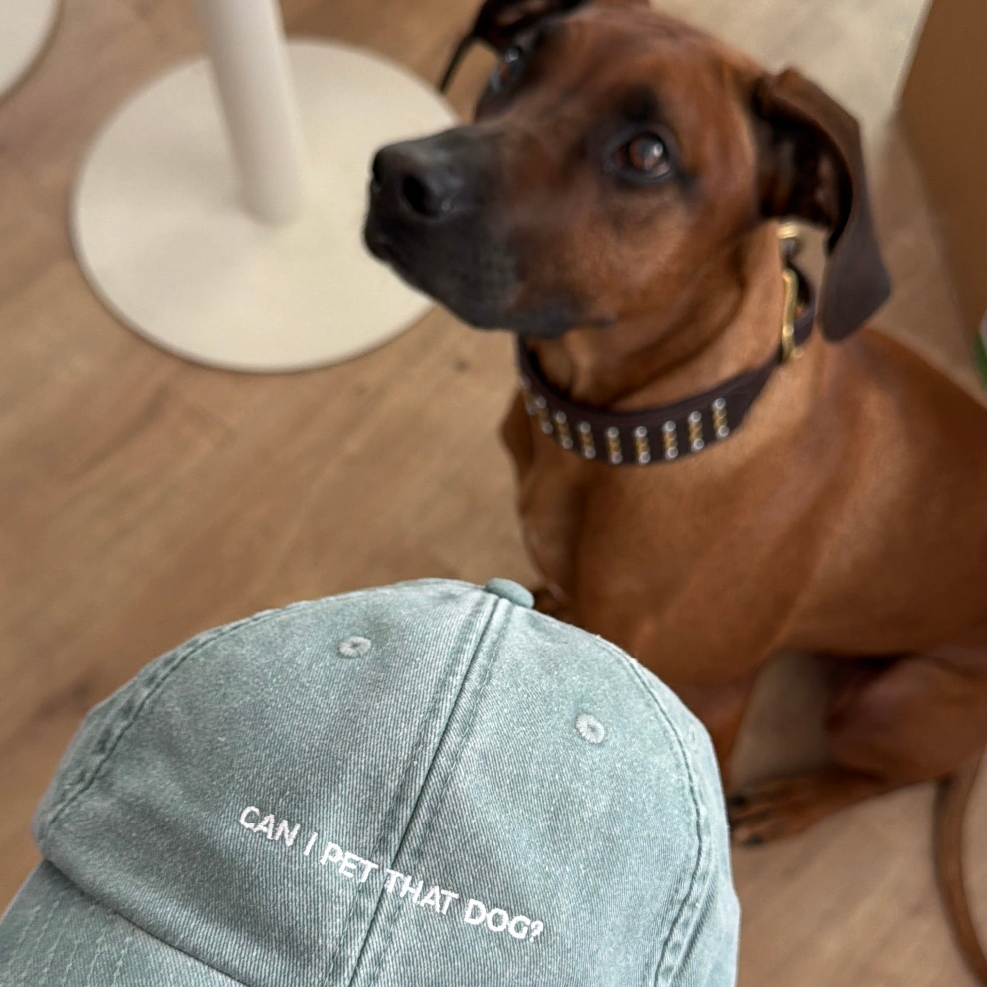 Cap PET THAT DOG
